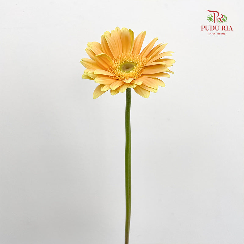 Gerbera Yellow - (8-10 Stems)