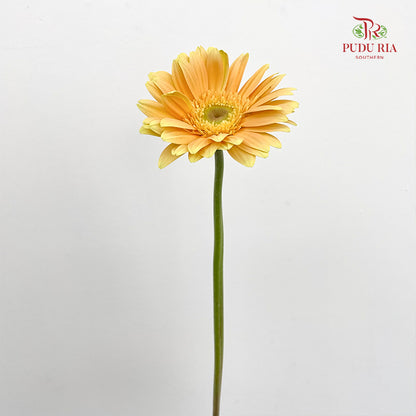 Gerbera Yellow - (8-10 Stems)