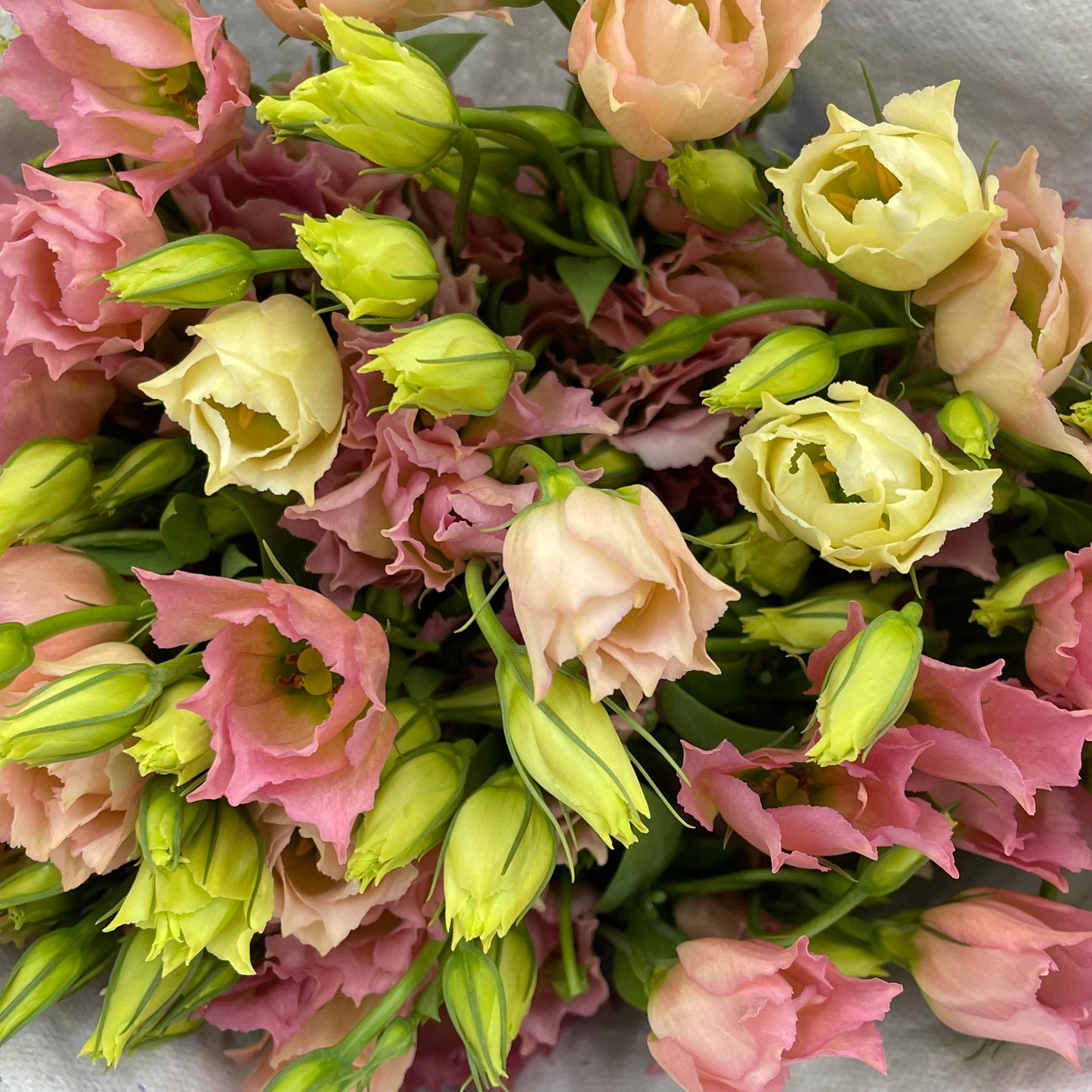 Eustoma - (12-15 Stems)