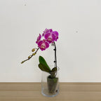Phalaenopsis Orchid Purple Line Big