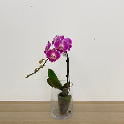 Phalaenopsis Orchid Purple Line Big