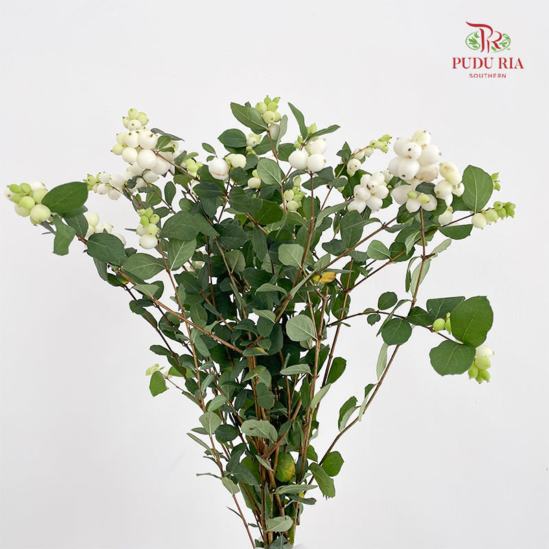 Snowberry White - (Per Bundle)