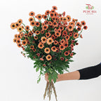 Chrysanthemum Pompom Daisy Orange 2 - (10-12 Stems)