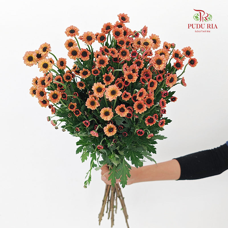Chrysanthemum Pompom Daisy Orange 2 - (10-12 Stems)