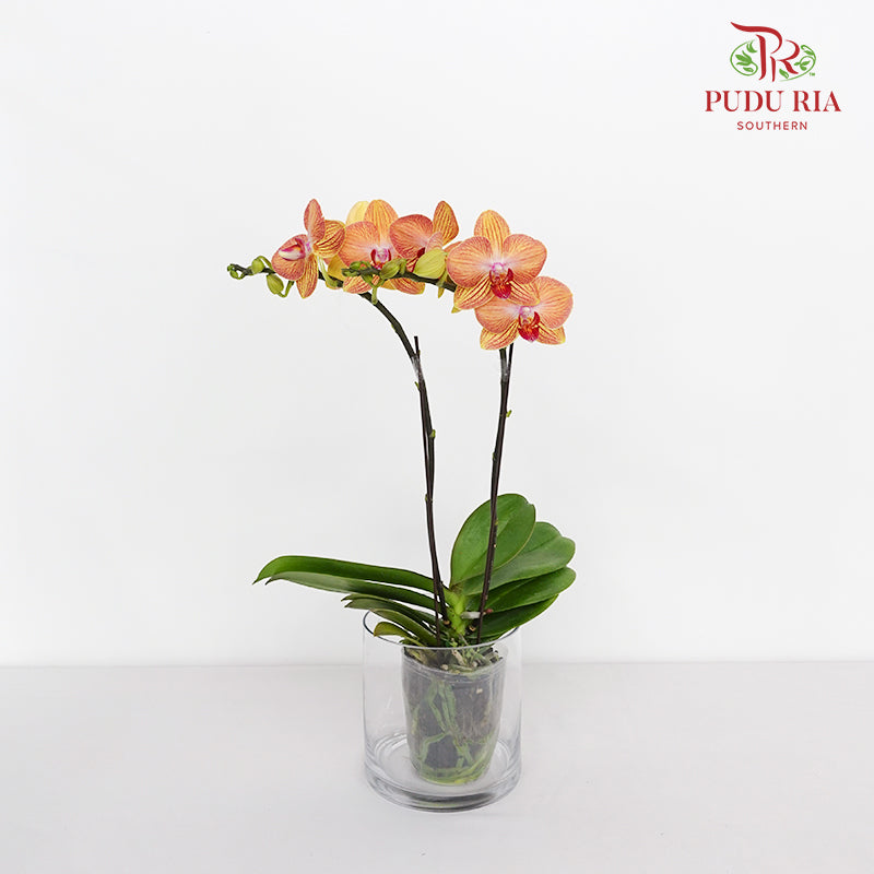 Phalaenopsis Orchid Orange Yellow Mini Double Stem