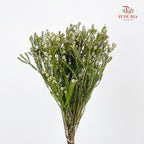 Cotton Bush (Phylica) - (Per Bundle)