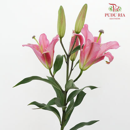 Lily Pink - Pudu Ria Florist Southern