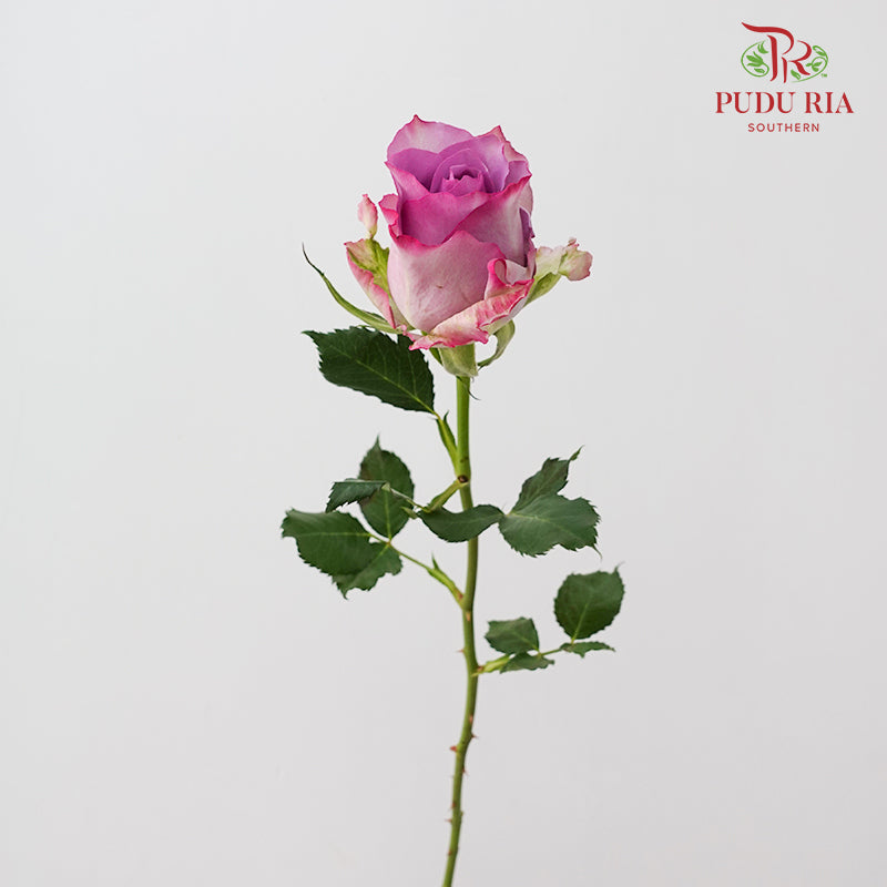 Rose Zixia Fairy - (8-10 Stems)