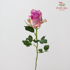 Rose Zixia Fairy - (8-10 Stems)
