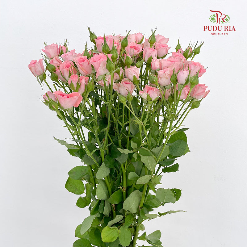 Rose Spray Elegant Lover - (8-10 Stems)