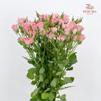 Rose Spray Elegant Lover - (8-10 Stems)