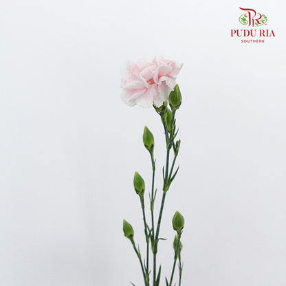 Carnation Spray Prince Pink (18-20 Stems) - Pudu Ria Florist Southern