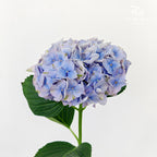 Hydrangea Two Tone Light Blue - (Per Stem)