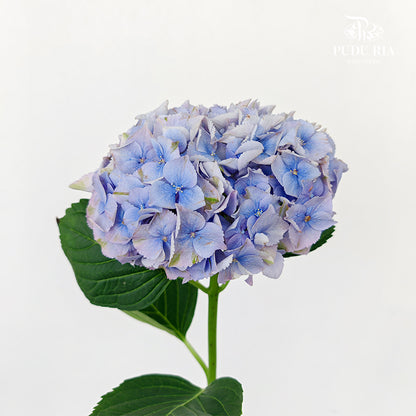Hydrangea Two Tone Light Blue - (Per Stem)