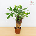 Pachira Tree Head P100