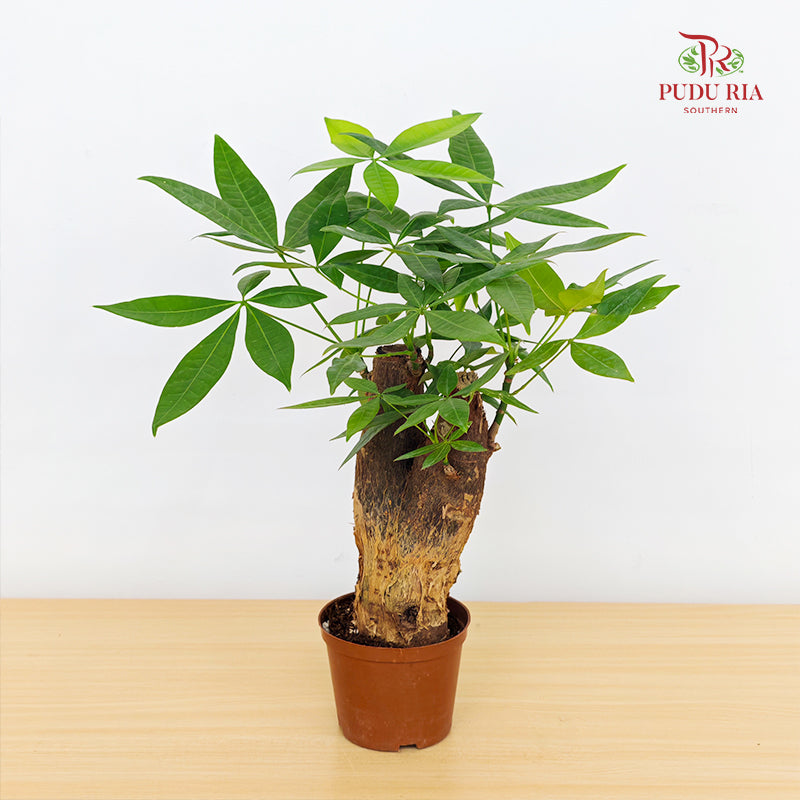 Pachira Tree Head P100