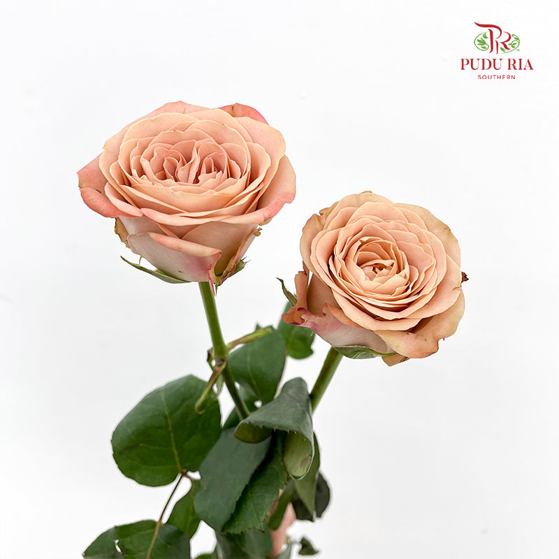Rose Cappuccino 卡布奇诺玫瑰 - (8-10 Stems)