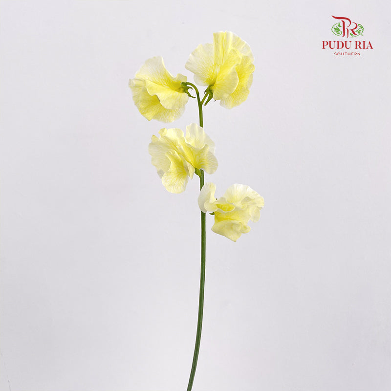 Sweet Pea Yellow 香豌豆 - (5 Stems)