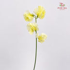 Sweet Pea Yellow 香豌豆 - (5 Stems)