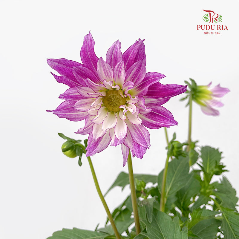 Dahlia Plant 大丽花