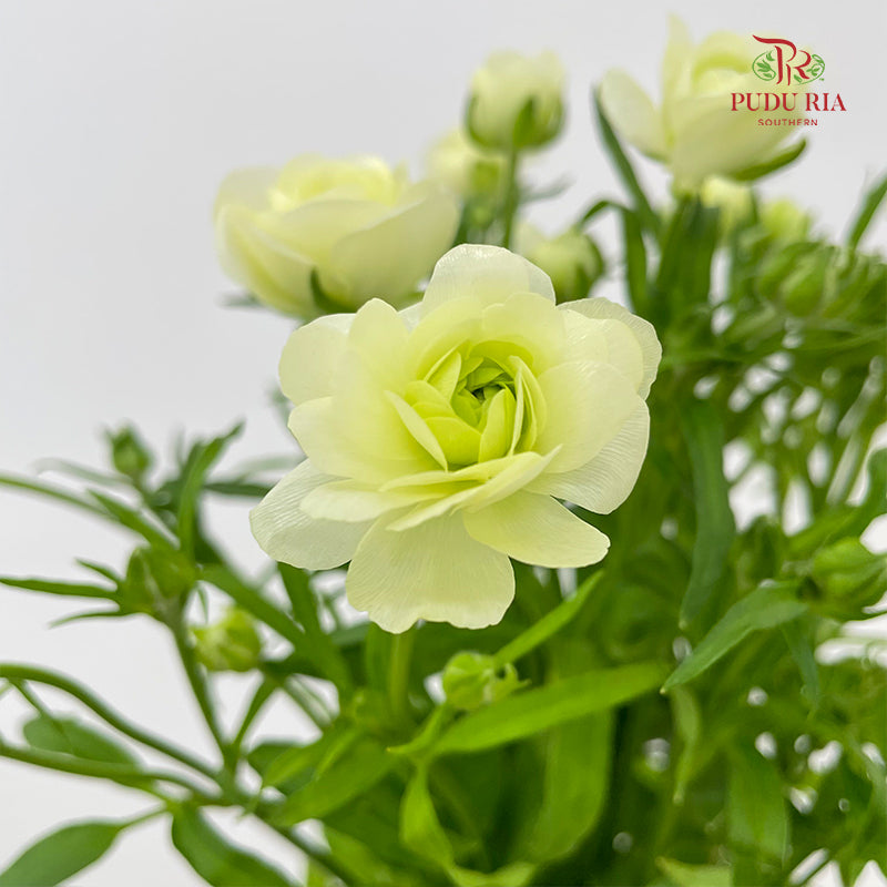 Ranunculus Butterfly Yellow 蝴蝶洋牡丹 - (5 Stems)
