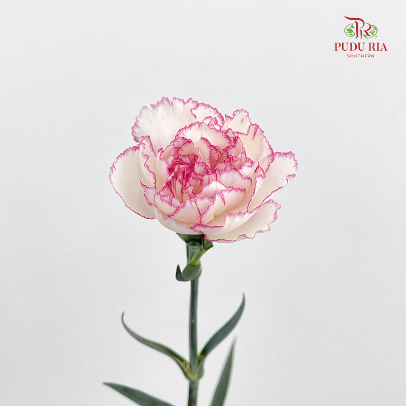 Carnation Catherine 卡特琳康乃馨 - (18-20 Stems)