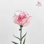 Carnation Catherine 卡特琳康乃馨 - (18-20 Stems)