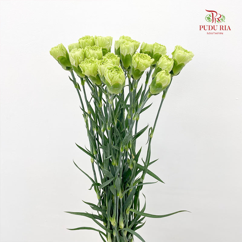 Carnation Green 绿色康乃馨 - (18-20 Stems)
