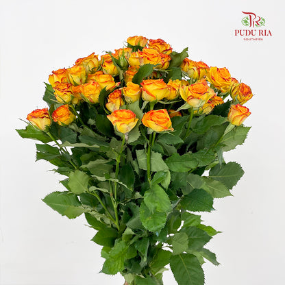 Rose Spray Eyeline - (8-10 Stems)