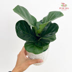 Hydro Ficus Lyrata