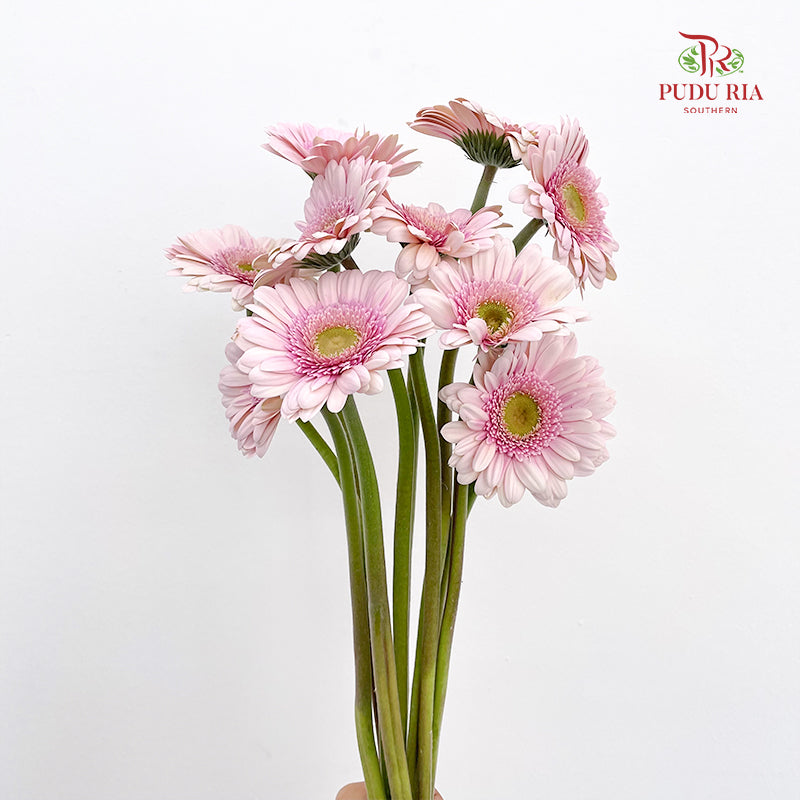 Gerbera Davina - (8-10 Stems)