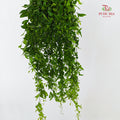 Smilax - (Per Bundle)