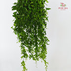 Smilax - (Per Bundle)