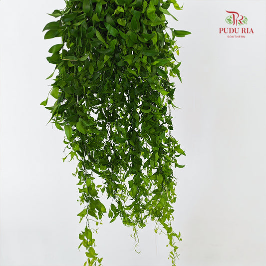 Smilax - (Per Bundle)