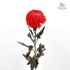 Peony Chrysanthemum Dyed Red 牡丹菊 - (5 Stems)
