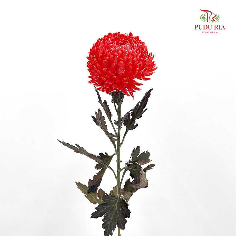 Peony Chrysanthemum Dyed Red - (5 Stems)