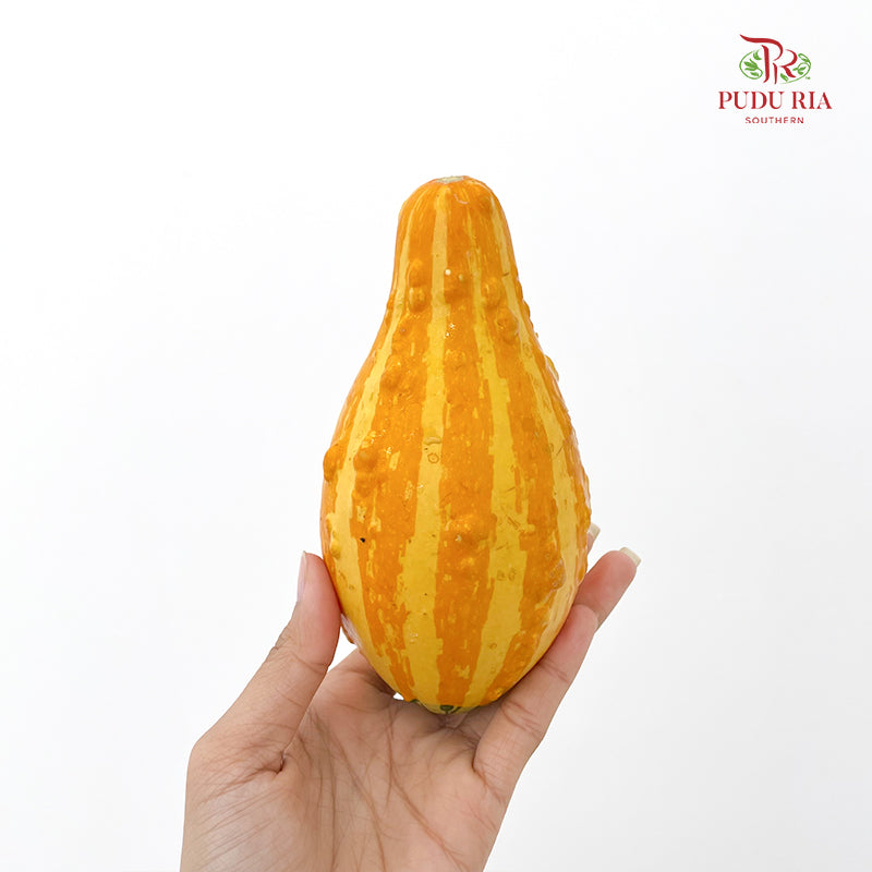 Pumpkin 观赏南瓜 - (Per Piece)