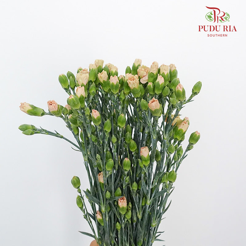 Carnation Spray Ali (18-20 Stems) - Pudu Ria Florist Southern