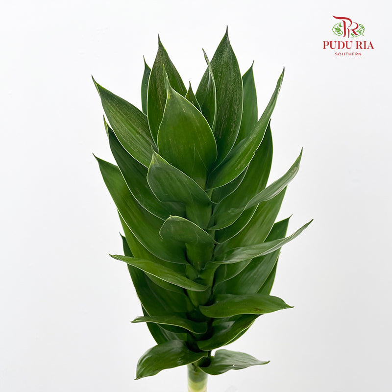 Lotus Bamboo 60cm - (Per Stem)