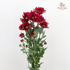 Chrysanthemum Pompom Daisy Dark Red 2 - (10-12 Stems)