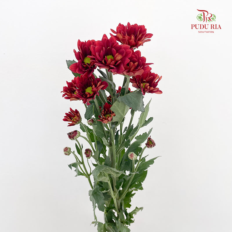 Chrysanthemum Pompom Daisy Dark Red 2 - (10-12 Stems)