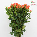 Rose Spray Orange Barbie - (8-10 Stems)