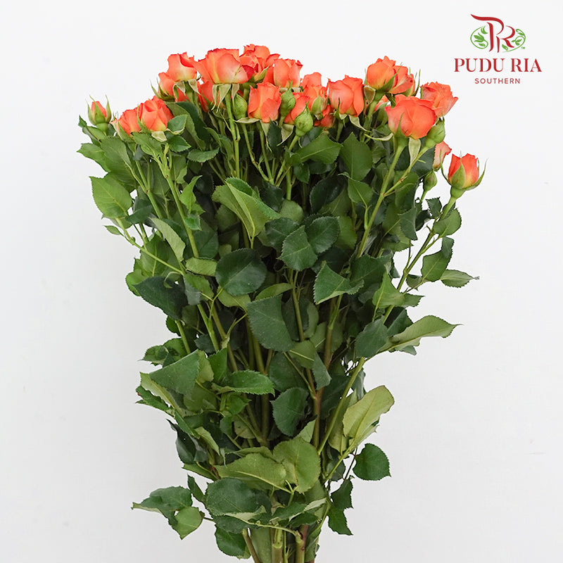 Rose Spray Orange Barbie - (8-10 Stems)