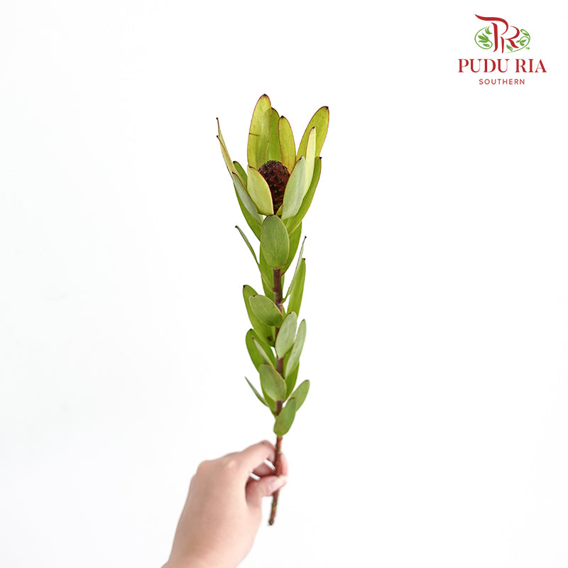 Leucadendron - (8-10 Stems) - Pudu Ria Florist Southern