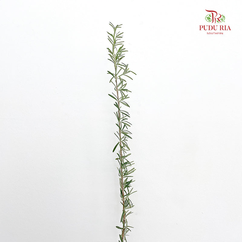 Rosmarinus Leaf 迷迭香 - (Per Bundle)