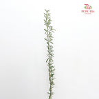 Rosmarinus Leaf 迷迭香 - (Per Bundle)
