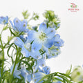 Delphinium Mini Blue - (Per Bundle)
