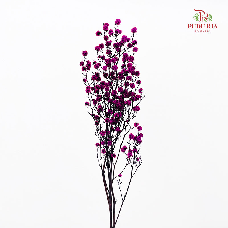 Dry Stirlingia - Purple