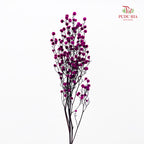 Dry Stirlingia - Purple