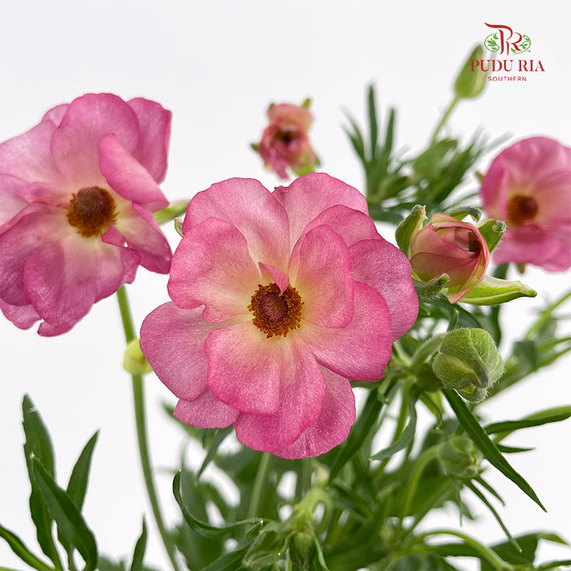 Ranunculus Butterfly Pink 蝴蝶洋牡丹 - (Per Bundle)
